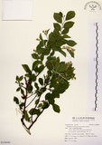 中文名:灰木(S124448)學名:Symplocos chinensis (Lour.) Druce(S124448)英文名:Sapphire berry sweet leaf