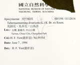 中文名:南洋馬蹄花(S112616)學名:Tabernaemontana pandacaqui Poir.(S112616)