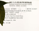 中文名:南洋馬蹄花(S112617)學名:Tabernaemontana pandacaqui Poir.(S112617)