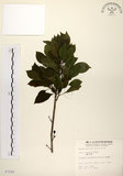 中文名:鐵冬青 (S007250)學名:Ilex rotunda Thunb.(S007250)英文名:Chinese holly