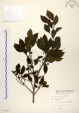 中文名:鐵冬青 (S007252)學名:Ilex rotunda Thunb.(S007252)英文名:Chinese holly