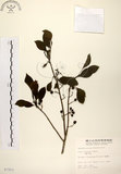 中文名:鐵冬青 (S007253)學名:Ilex rotunda Thunb.(S007253)英文名:Chinese holly