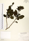 中文名:鐵冬青 (S012279)學名:Ilex rotunda Thunb.(S012279)英文名:Chinese holly