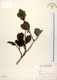 中文名:鐵冬青 (S012621)學名:Ilex rotunda Thunb.(S012621)英文名:Chinese holly