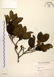 中文名:鐵冬青 (S012623)學名:Ilex rotunda Thunb.(S012623)英文名:Chinese holly