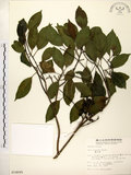 中文名:鐵冬青 (S014695)學名:Ilex rotunda Thunb.(S014695)英文名:Chinese holly