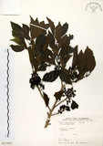 中文名:鐵冬青 (S017227)學名:Ilex rotunda Thunb.(S017227)英文名:Chinese holly