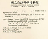 中文名:鐵冬青 (S018141)學名:Ilex rotunda Thunb.(S018141)英文名:Chinese holly