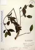 中文名:鐵冬青 (S018141)學名:Ilex rotunda Thunb.(S018141)英文名:Chinese holly