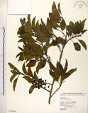 中文名:鐵冬青 (S020049)學名:Ilex rotunda Thunb.(S020049)英文名:Chinese holly