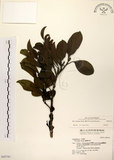 中文名:鐵冬青 (S042741)學名:Ilex rotunda Thunb.(S042741)英文名:Chinese holly