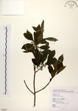 中文名:鐵冬青 (S076511)學名:Ilex rotunda Thunb.(S076511)英文名:Chinese holly