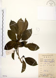 中文名:鐵冬青 (S086784)學名:Ilex rotunda Thunb.(S086784)英文名:Chinese holly