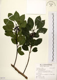 中文名:鐵冬青 (S097375)學名:Ilex rotunda Thunb.(S097375)英文名:Chinese holly