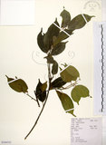 中文名:鐵冬青 (S104332)學名:Ilex rotunda Thunb.(S104332)英文名:Chinese holly