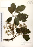 中文名:鵝掌柴 (S003585)學名:Schefflera octophylla (Lour.) Harms(S003585)中文別名:江某、鴨腳樹英文名:Common schefflera