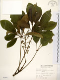 中文名:鵝掌柴 (S003897)學名:Schefflera octophylla (Lour.) Harms(S003897)中文別名:江某、鴨腳樹英文名:Common schefflera