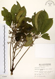 中文名:鵝掌柴 (S003898)學名:Schefflera octophylla (Lour.) Harms(S003898)中文別名:江某、鴨腳樹英文名:Common schefflera