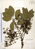 中文名:鵝掌柴 (S015208)學名:Schefflera octophylla (Lour.) Harms(S015208)中文別名:江某、鴨腳樹英文名:Common schefflera