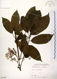 中文名:鵝掌柴 (S017241)學名:Schefflera octophylla (Lour.) Harms(S017241)中文別名:江某、鴨腳樹英文名:Common schefflera