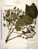 中文名:鵝掌柴 (S017468)學名:Schefflera octophylla (Lour.) Harms(S017468)中文別名:江某、鴨腳樹英文名:Common schefflera