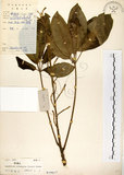 中文名:鵝掌柴 (S019617)學名:Schefflera octophylla (Lour.) Harms(S019617)中文別名:江某、鴨腳樹英文名:Common schefflera