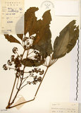 中文名:鵝掌柴 (S037394)學名:Schefflera octophylla (Lour.) Harms(S037394)中文別名:江某、鴨腳樹英文名:Common schefflera
