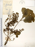 中文名:鵝掌柴 (S038497)學名:Schefflera octophylla (Lour.) Harms(S038497)中文別名:江某、鴨腳樹英文名:Common schefflera