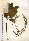 中文名:鵝掌柴 (S038860)學名:Schefflera octophylla (Lour.) Harms(S038860)中文別名:江某、鴨腳樹英文名:Common schefflera