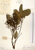 中文名:鵝掌柴 (S041857)學名:Schefflera octophylla (Lour.) Harms(S041857)中文別名:江某、鴨腳樹英文名:Common schefflera