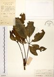 中文名:鵝掌柴 (S043634)學名:Schefflera octophylla (Lour.) Harms(S043634)中文別名:江某、鴨腳樹英文名:Common schefflera