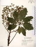 中文名:鵝掌柴 (S070171)學名:Schefflera octophylla (Lour.) Harms(S070171)中文別名:江某、鴨腳樹英文名:Common schefflera