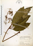 中文名:鵝掌柴 (S073400)學名:Schefflera octophylla (Lour.) Harms(S073400)中文別名:江某、鴨腳樹英文名:Common schefflera