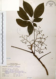 中文名:鵝掌柴 (S073547)學名:Schefflera octophylla (Lour.) Harms(S073547)中文別名:江某、鴨腳樹英文名:Common schefflera
