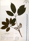 中文名:鵝掌柴 (S073548)學名:Schefflera octophylla (Lour.) Harms(S073548)中文別名:江某、鴨腳樹英文名:Common schefflera
