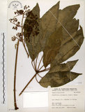 中文名:鵝掌柴 (S073549)學名:Schefflera octophylla (Lour.) Harms(S073549)中文別名:江某、鴨腳樹英文名:Common schefflera