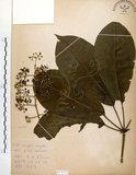 中文名:鵝掌柴 (S073573)學名:Schefflera octophylla (Lour.) Harms(S073573)中文別名:江某、鴨腳樹英文名:Common schefflera