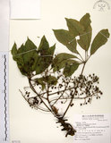 中文名:鵝掌柴 (S077172)學名:Schefflera octophylla (Lour.) Harms(S077172)中文別名:江某、鴨腳樹英文名:Common schefflera