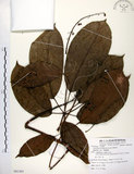中文名:鵝掌柴 (S081303)學名:Schefflera octophylla (Lour.) Harms(S081303)中文別名:江某、鴨腳樹英文名:Common schefflera