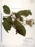 中文名:鵝掌柴 (S082678)學名:Schefflera octophylla (Lour.) Harms(S082678)中文別名:江某、鴨腳樹英文名:Common schefflera