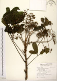中文名:鵝掌柴 (S092144)學名:Schefflera octophylla (Lour.) Harms(S092144)中文別名:江某、鴨腳樹英文名:Common schefflera