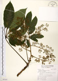 中文名:鵝掌柴 (S097419)學名:Schefflera octophylla (Lour.) Harms(S097419)中文別名:江某、鴨腳樹英文名:Common schefflera