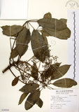 中文名:鵝掌柴 (S109949)學名:Schefflera octophylla (Lour.) Harms(S109949)中文別名:江某、鴨腳樹英文名:Common schefflera