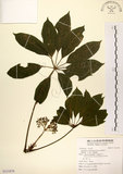 中文名:鵝掌柴 (S121870)學名:Schefflera octophylla (Lour.) Harms(S121870)中文別名:江某、鴨腳樹英文名:Common schefflera
