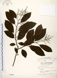 中文名:厚殼樹(S002684)學名:Ehretia acuminata R. Br.(S002684)