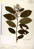 中文名:厚殼樹(S005606)學名:Ehretia acuminata R. Br.(S005606)