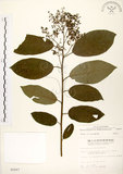 中文名:厚殼樹(S005607)學名:Ehretia acuminata R. Br.(S005607)