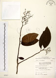 中文名:厚殼樹(S006047)學名:Ehretia acuminata R. Br.(S006047)