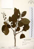 中文名:厚殼樹(S010613)學名:Ehretia acuminata R. Br.(S010613)