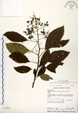 中文名:厚殼樹(S013052)學名:Ehretia acuminata R. Br.(S013052)
